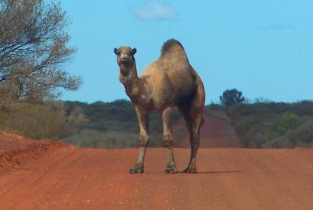 Feral camels can be significant road hazards. Image, B Zeng